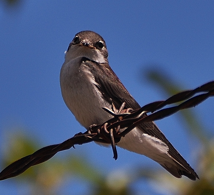 swallow on fence